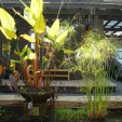 acquatic plants 005